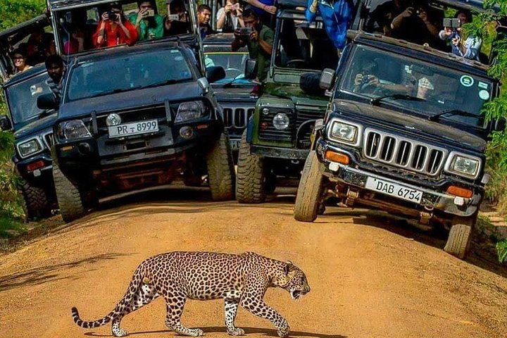 Yala National Park 